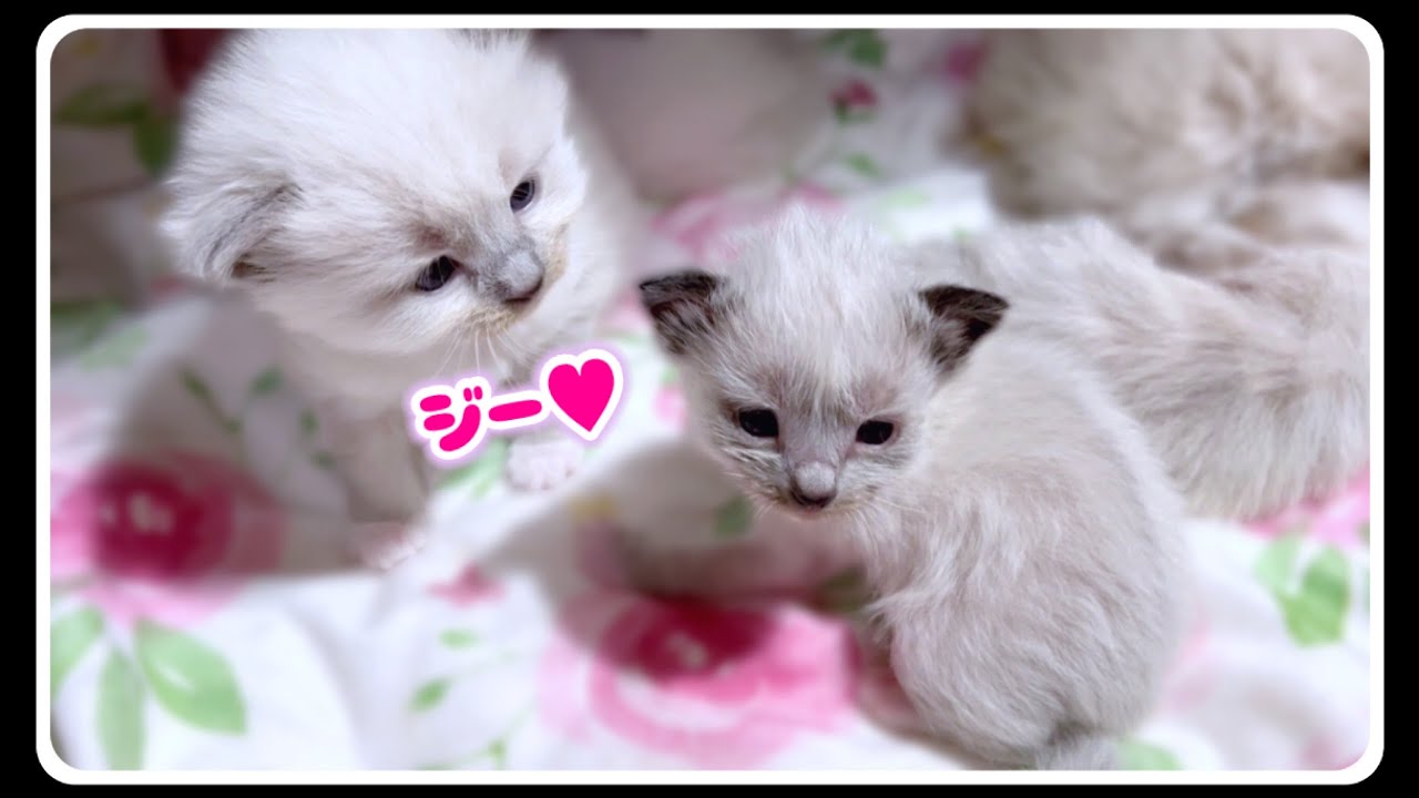 【生後24・25日目】小ちゃな未熟児子猫の弟がかわいくて溺愛するお姉ちゃん子猫がこちらですww  #猫 #子猫 #ラグドール
