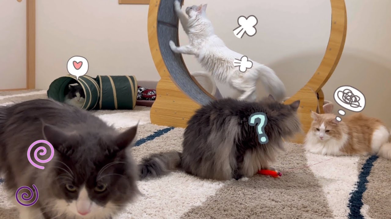 【癒し】個性豊かな、自由すぎるもふ猫たち❤️ターキッシュアンゴラとノルウェージャンフォレストキャット