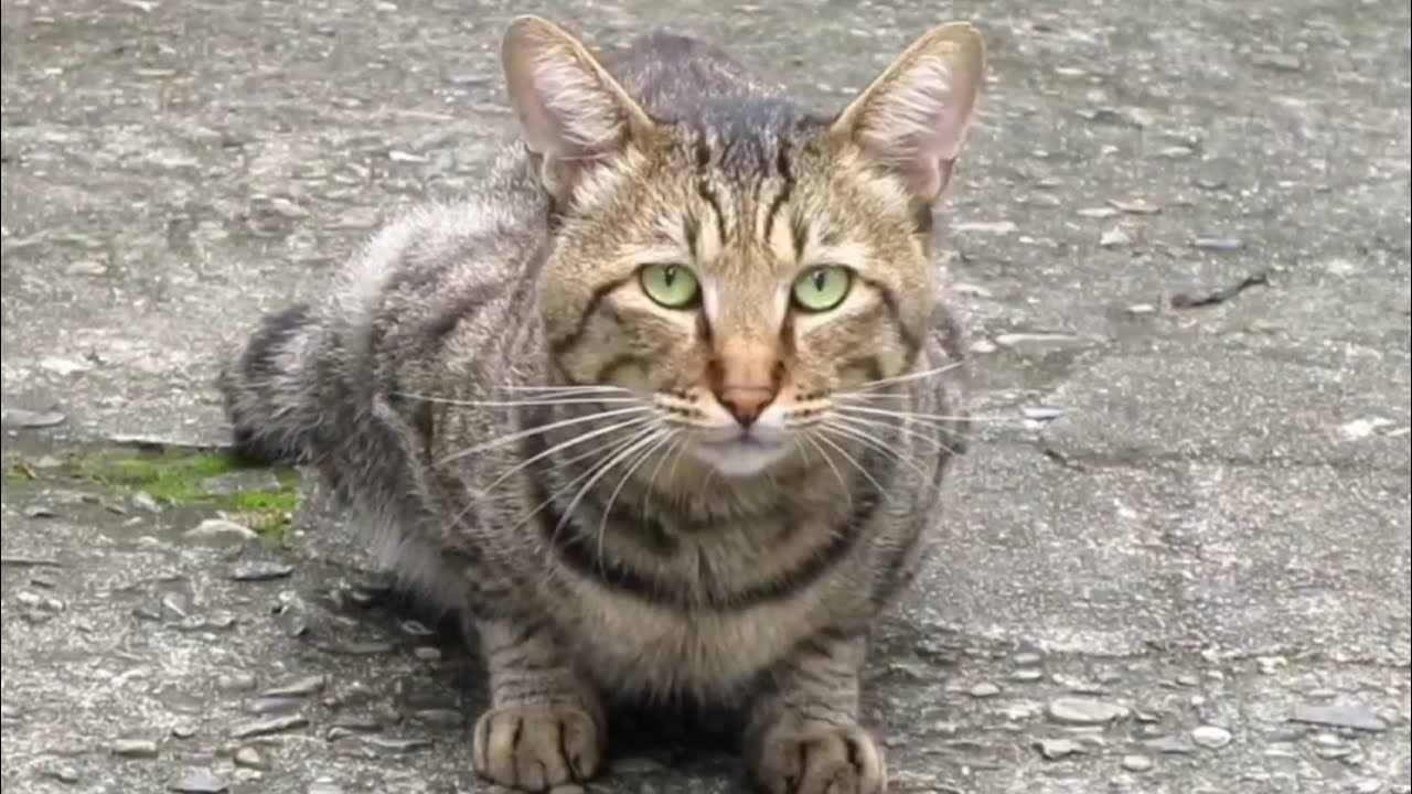 [野良猫]キジトラ猫とにらめっこしたら可愛すぎた！[straycat]It's cute when you stare at a cat!