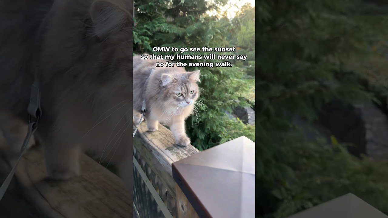 Very Cutesie Very Demure💕#adventurecat #siberiancat #cat #fluffycat #demure #catlover #猫動画 #サイベリアン