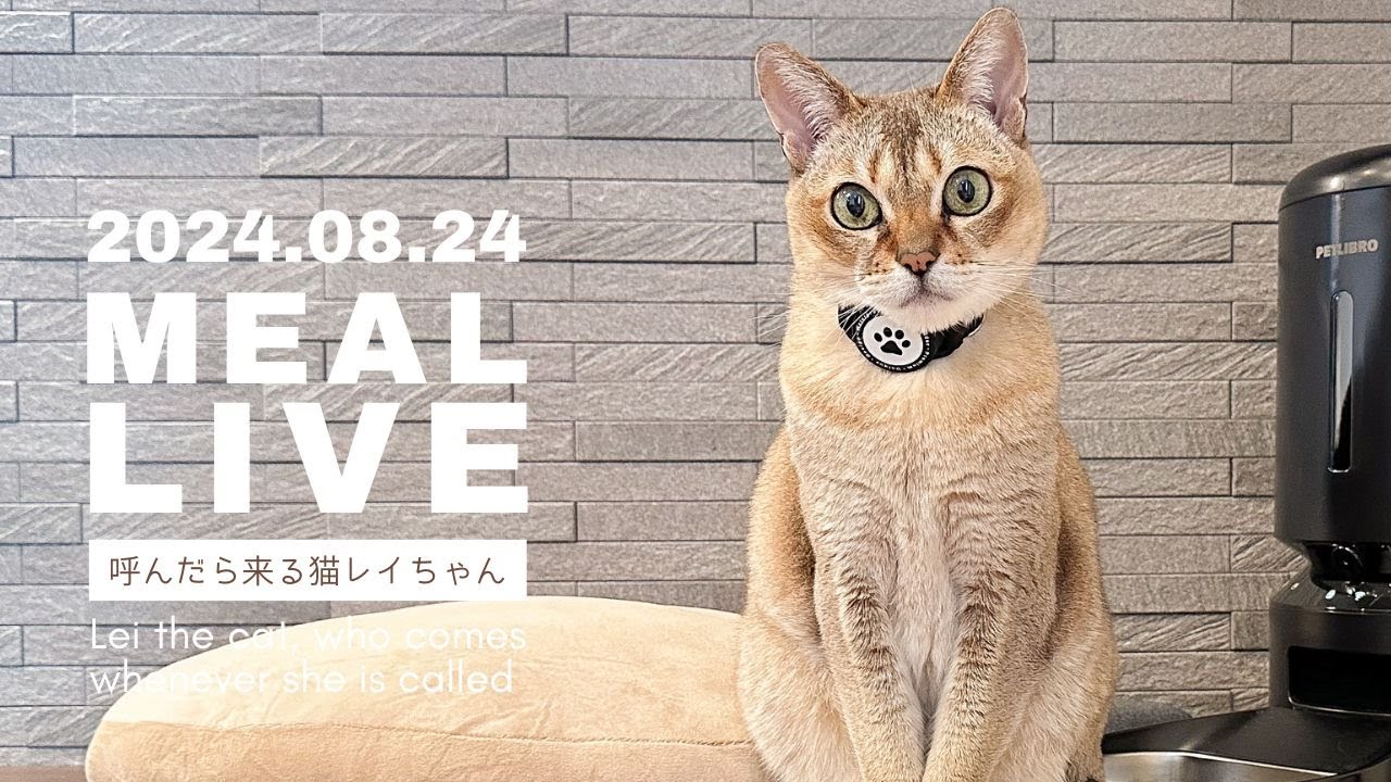 【食事LIVE 2024.08.24】呼んだら来る猫レイちゃん | Lei the cat, who comes whenever she is called【シンガプーラ】