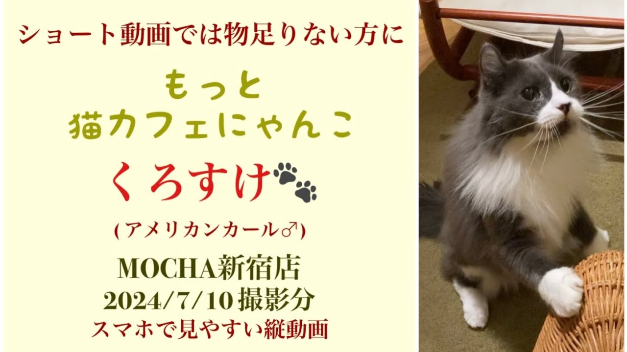 【完全版】　🐱くろすけ🐱　猫カフェMOCHA新宿店　(アメリカンカール♂)　2024/7/10 撮影分　　#日替わり猫カフェにゃんこ
