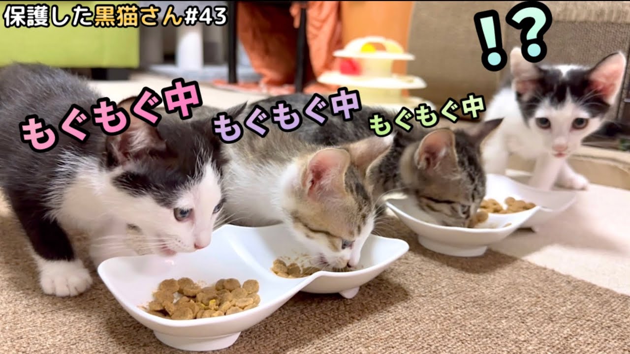 この中に泥棒を企んでいる子猫がいます。