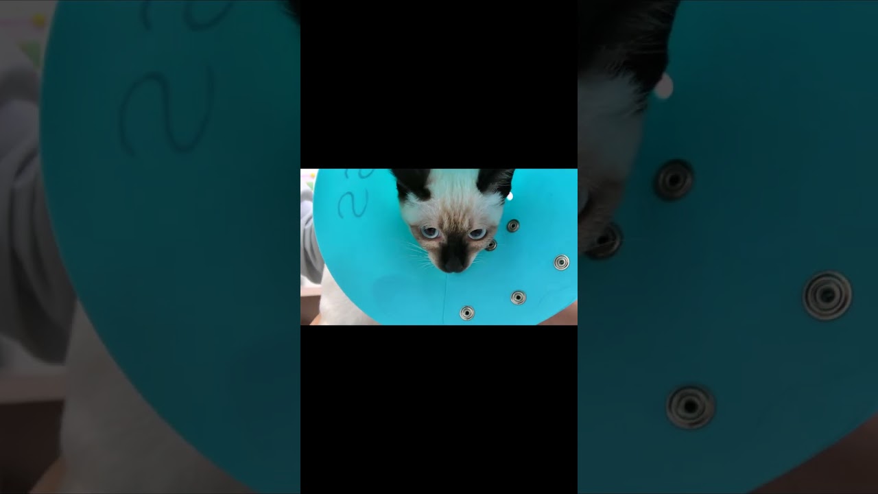 注射をされた瞬間ロボットのようになるシャム子猫🤖 #Shorts
