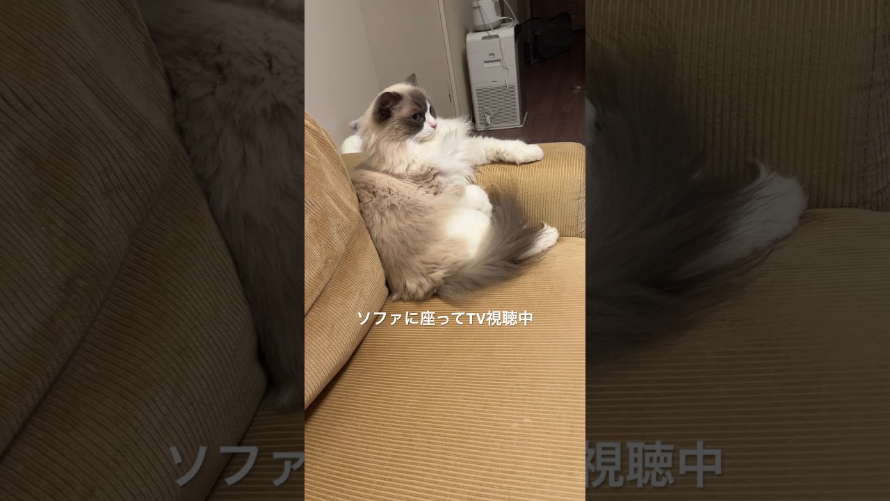 【ラグドール】ソファに座ってTVを観る猫 #猫のいる暮らし #ねこ #ハチワレ #cat #ragdoll #shorts
