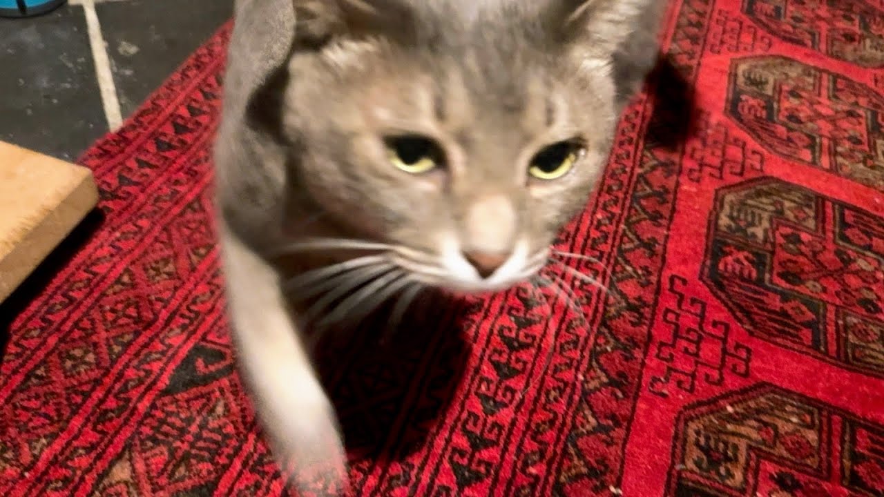 夜食を食べて涙を拭いて..  おばあちゃんが洗い物をしているとやって来て..  わざわざ誰も写っていないスマホを倒しに行って不満をぶつける猫・・・