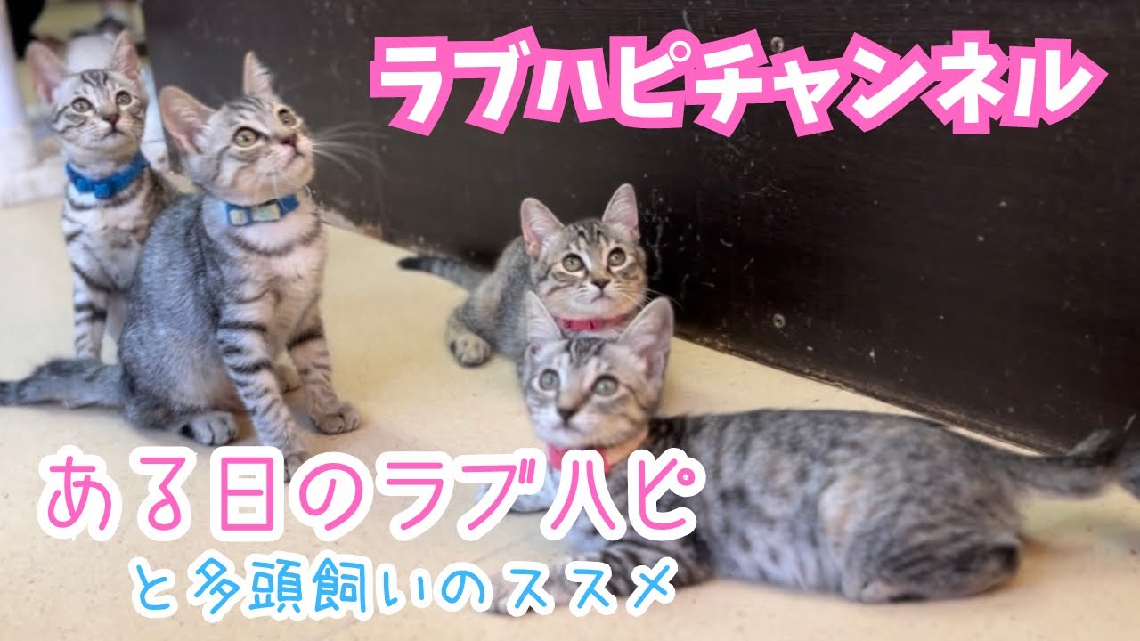 【保護猫広場】ある日のラブハピと多頭飼いのススメ【ラブハピ】
