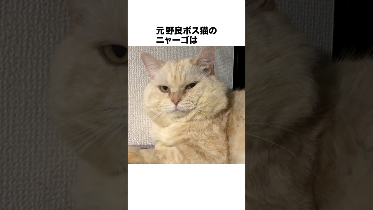 元野良ボス猫ニャーゴ伝説⑩