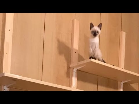 【シャム猫】子猫のためにキャットウォークをDIYしてみた☆ / I tried using a catwalk for a kitten.