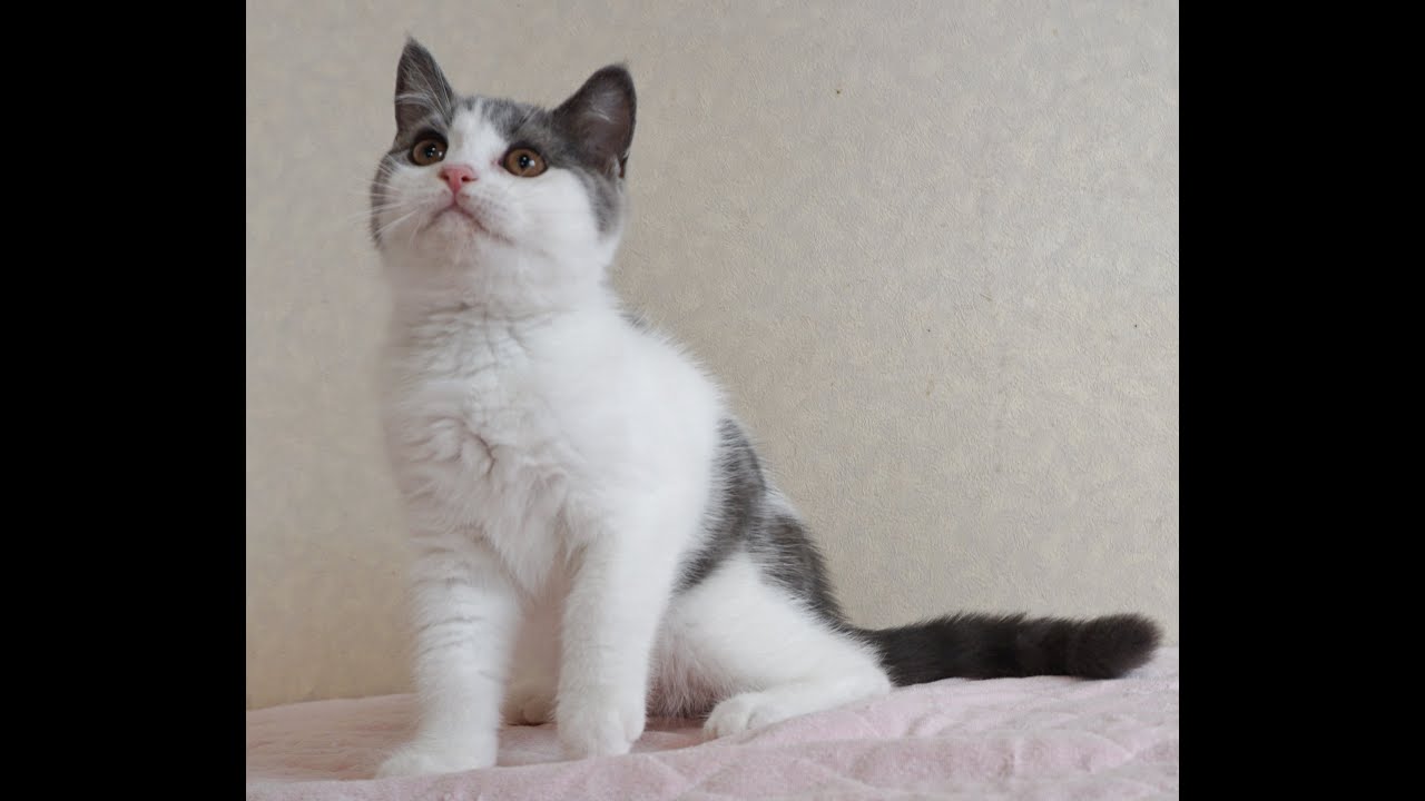 ブリティッシュショートヘアー子猫　British Shorthair　2024.5.17産まれ　ブルー＆ホワイト　男の子　シーダキャット猫のお店
