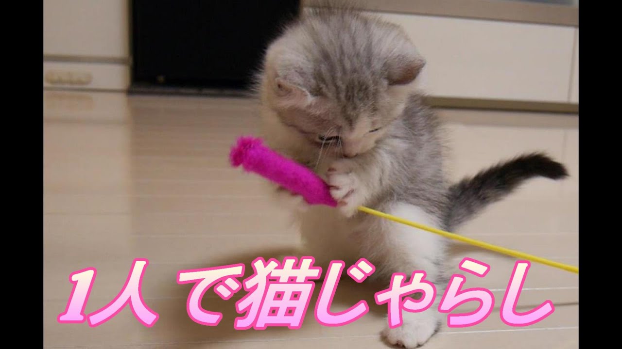 子猫と猫じゃらしの定番セットが最強すぎるww【アメリカンカール】