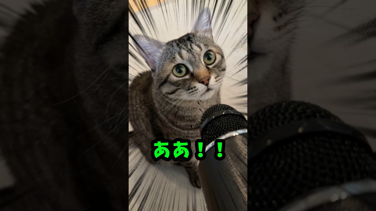 インタビューに日本語で答える猫🏅ピーノーインタビュー🤭❤️ #猫 #cat #ピノ