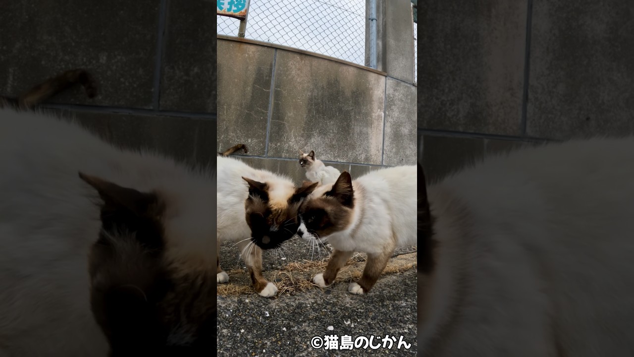 仲良しシャム #猫 #cat #cats #ねこ #ネコ #猫島 #catisland #shorts #short #animals