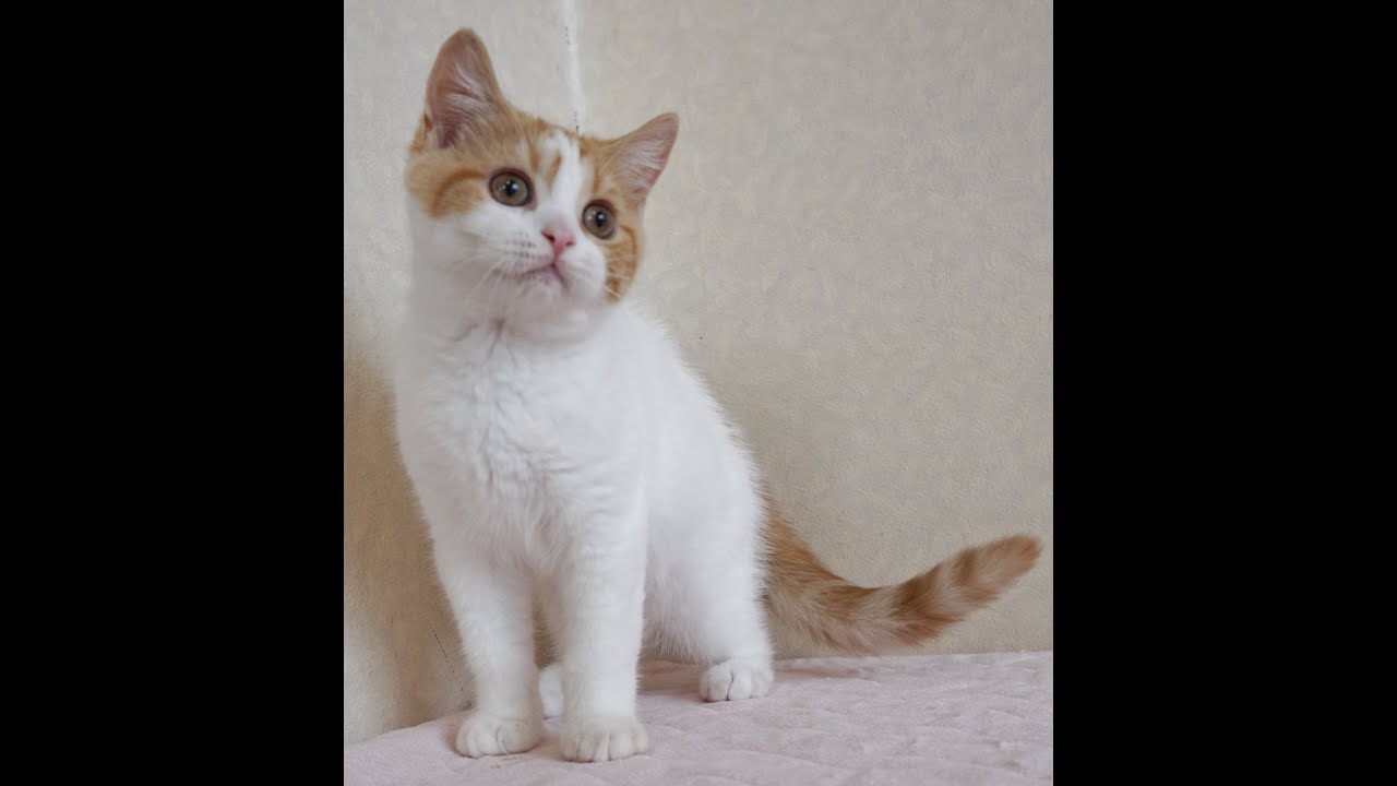 ブリティッシュショートヘアー子猫　British Shorthair　2024.5.17産まれ　クリーム＆ホワイト　男の子　シーダキャット猫のお店