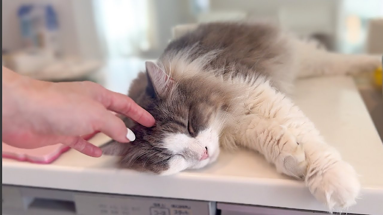 出勤前のモーニングルーティン！甘えん坊のノルウェージャンフォレストキャットと一緒に 🐾