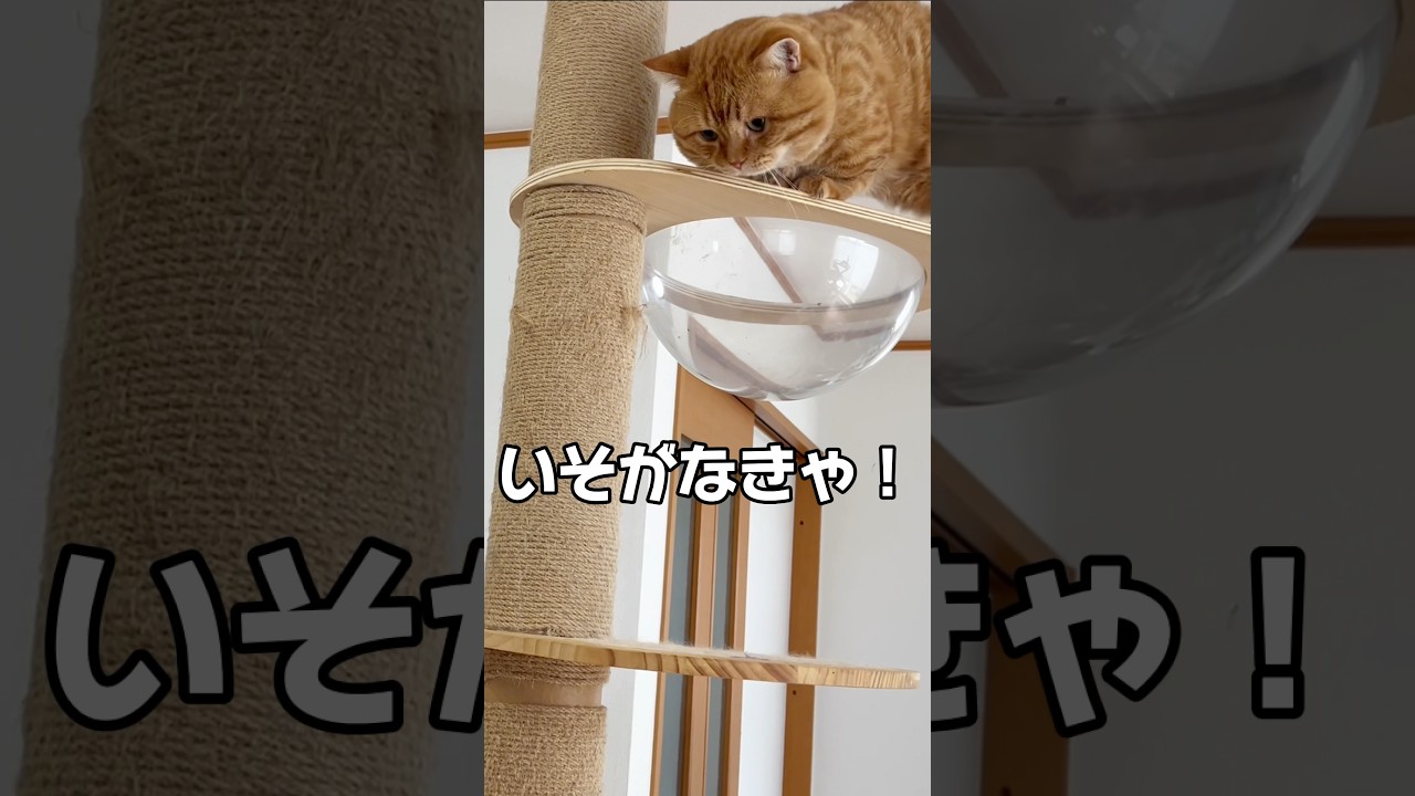 急いで降りたいけどもたもたしちゃうぽっちゃり猫 #マンチカン #shorts