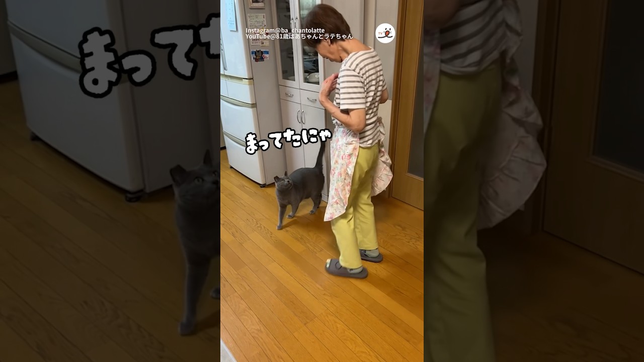 おばあちゃんのハグを待つニャンコ💕さん🥹｜PECO #グレー猫 #シャルトリュー #保護猫 #愛猫家 #graycat #chartreux #rescuedcat #catlover