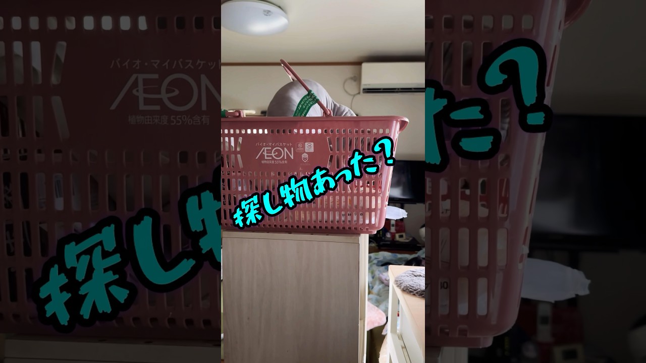 返事をするスフィンクス猫#shorts #cat #猫 #sphynx