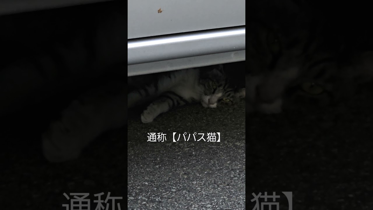 今日のにゃんこ 通称【パパス猫】猫動画