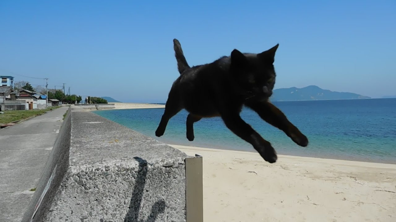 佐柳島　お友達を紹介するだけして結局自分は一度も飛ばずに去って行ったシャム猫ちゃんｗ【飛び猫撮影(昼の部②)】