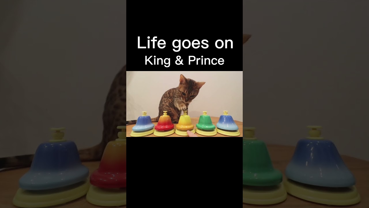 猫様は賢い！！ #shorts #ベンガル猫 #lifegoeson #キンプリ