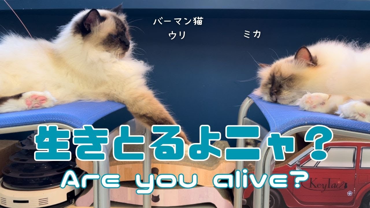 バーマン猫ウリとミカ【生きとるよニャ？】Are you alive?（バーマン猫）Birman/Cat