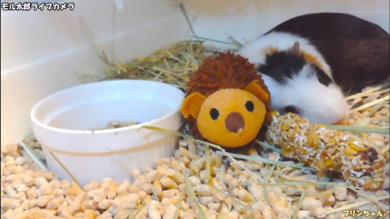 モル太郎ライブカメラ（お試し）guinea pig !!