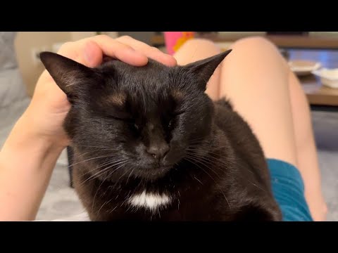 あまえんぼ黒猫をナデナデしたら可愛すぎました。