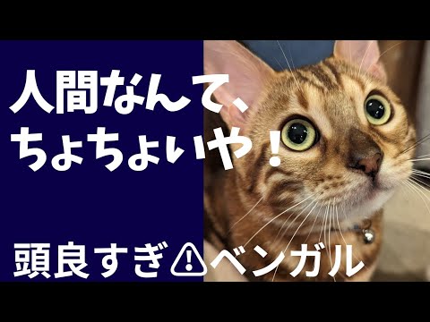 【ベンガル猫君の勉強は続く】ご主人と猫は信頼関係で決まる‼️愛情を受けたお利口さん