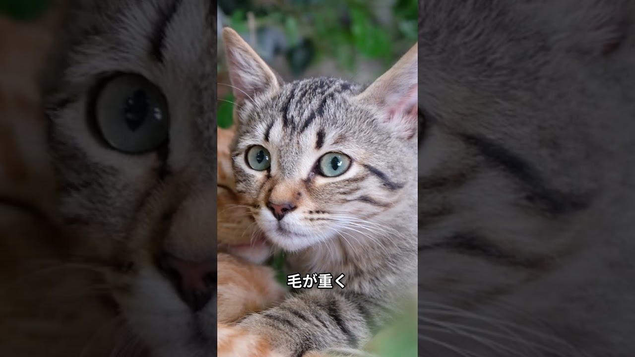 猫が水を嫌う #cat #猫寝落ち #キャット #猫寝落ち #キャット #猫のいる暮らし #猫のいる暮らし #寝姿 #猫のいる生活