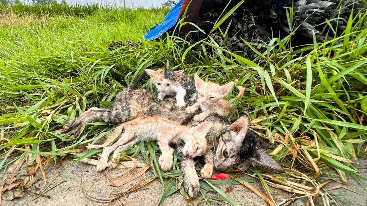 事故に遭った母親に寄り添う子猫たち。怯えながらも瀕死の母を起こそうとし、心痛む光景に涙が溢れる