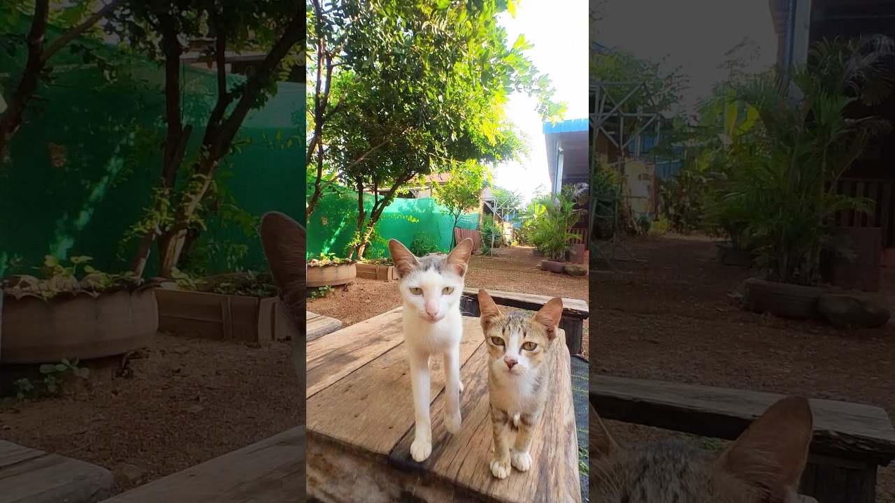 #manxcat #cute #cat #funny #kitten #shortsfeed #subscribe #catlover #youtubeshorts #viralvideo #pets