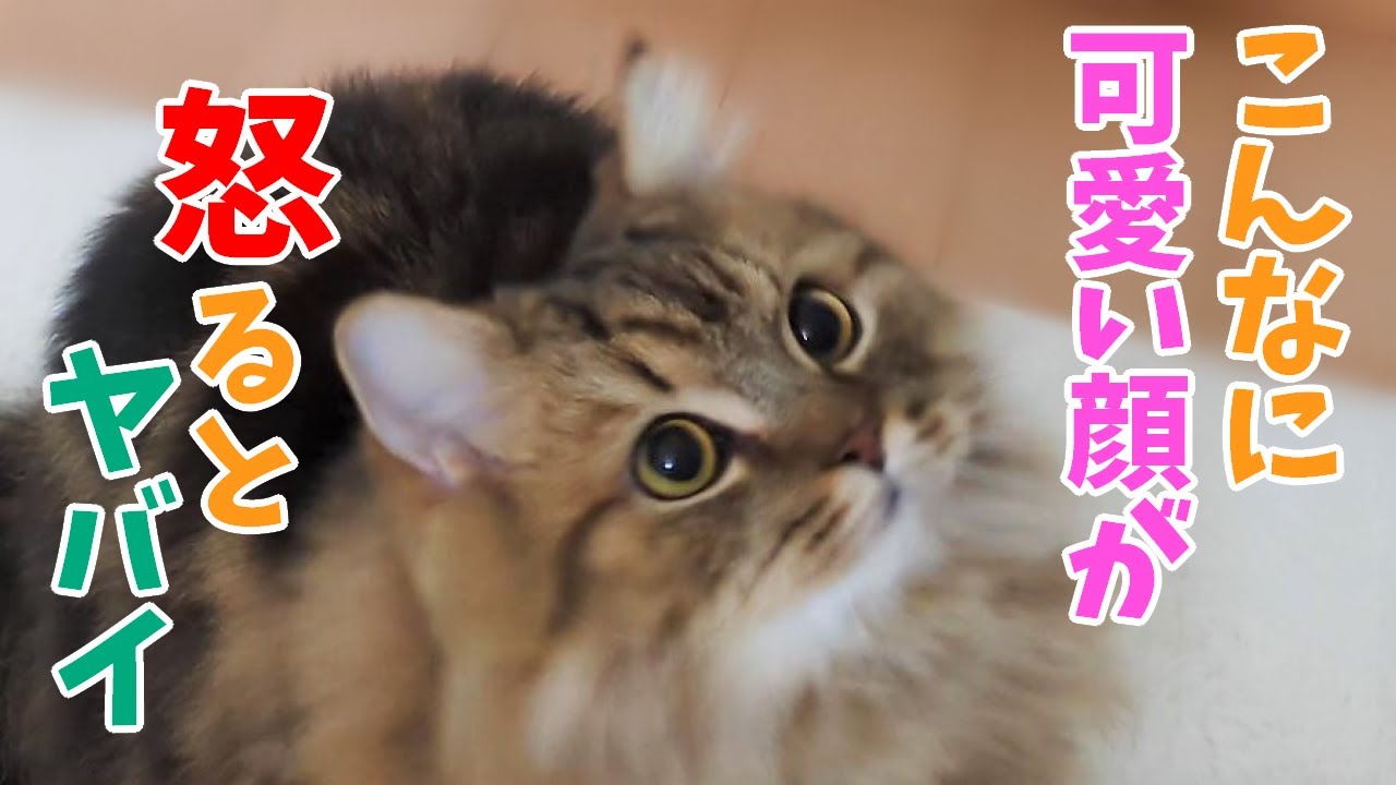 可愛い猫が怒るとヤバイ【ミヌエット】