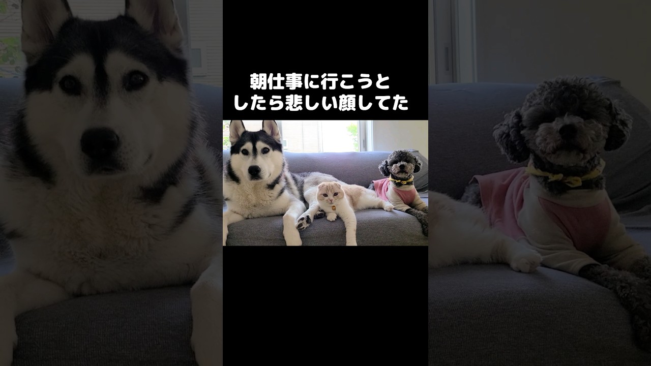 仕事に行こうとしたら犬と猫が揃って悲しい顔してた...#shorts