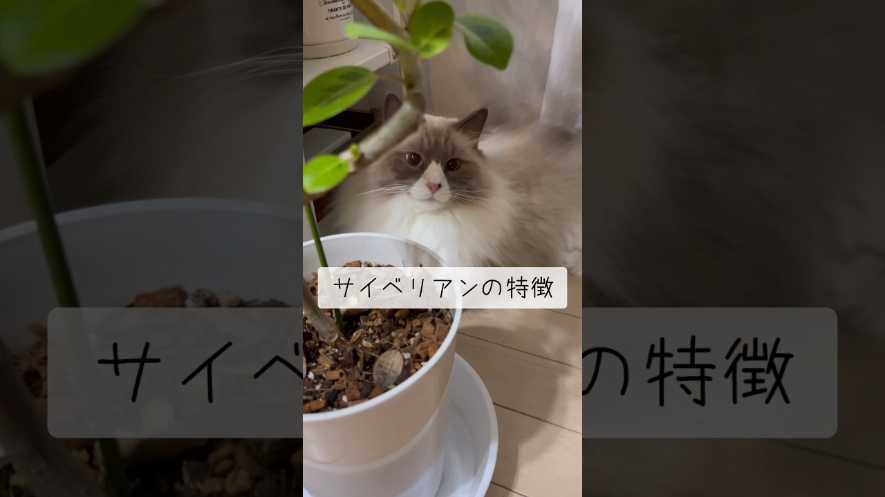 サイベリアンの特徴 #shorts #サイベリアン #cat