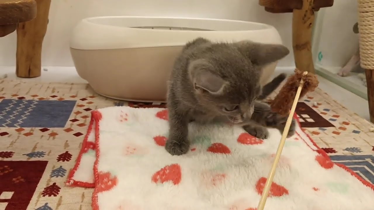 ロシアンブルー　女の子　2024/6/27生まれ