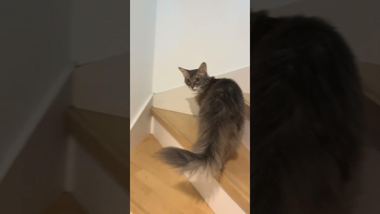 Good morning Leon 20240819 #cat #ねこねこ #cuteanimal #kitten #cutecat #cute #猫 #catcute #catlover #猫猫