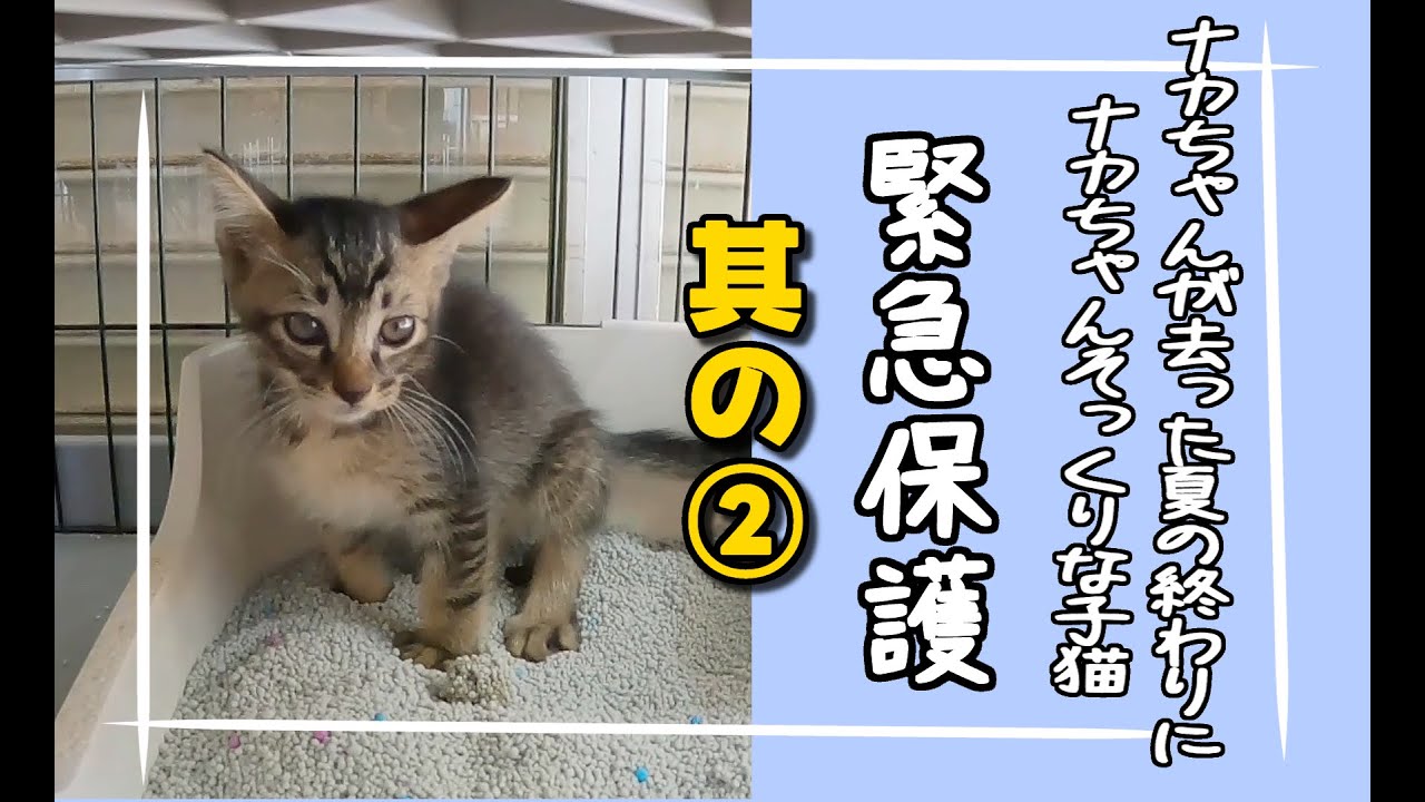 残暑厳しい夏、生後１ヶ月くらいの子猫を緊急保護しました🐈️Vol 02🐈️#保護猫 #cat #kitten