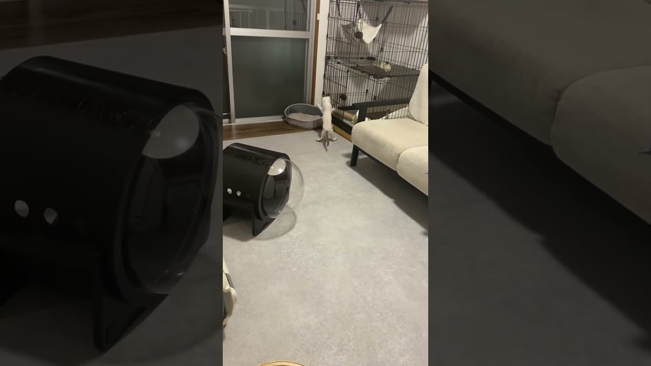 急にどうした？笑　#元保護猫　#シャムトラ　#シャムミックス　#cat #猫耳 #kitten #シャムmix  #子猫 #猫耳