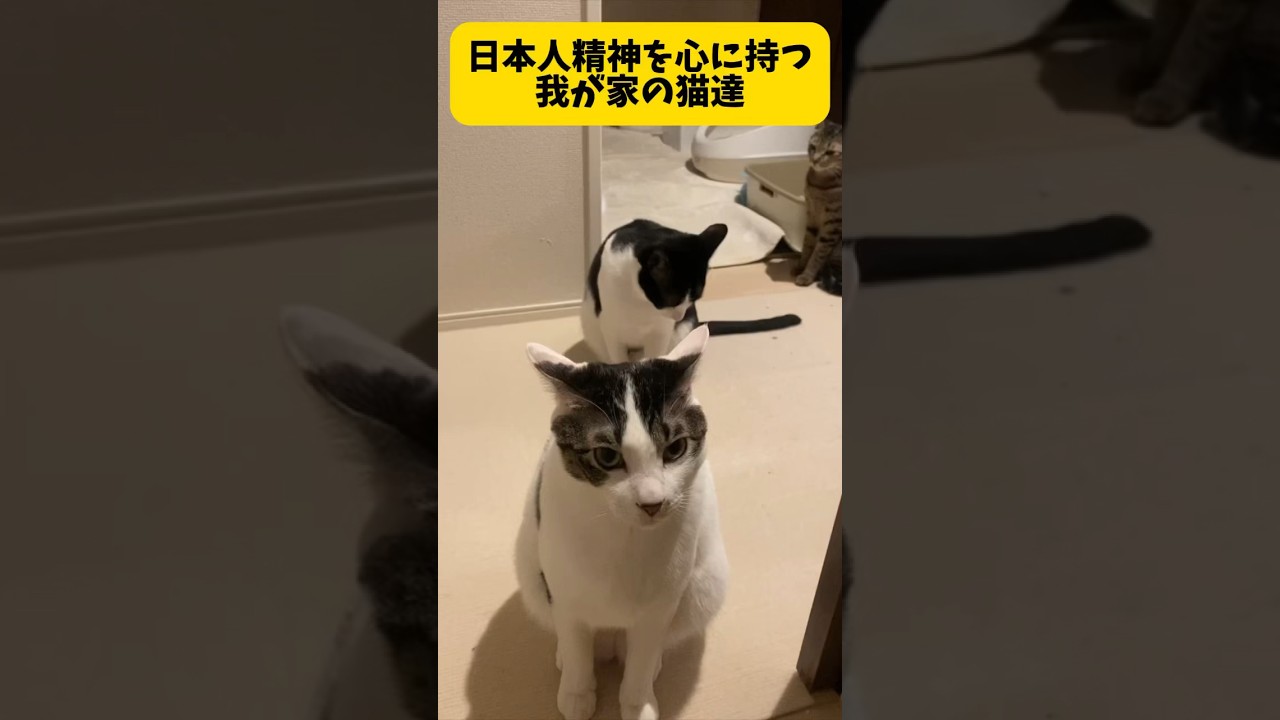これぞ、日本の誇り。 #funnyanimals #保護猫 #猫のいる暮らし #japan #japanesecat #funnyvideo