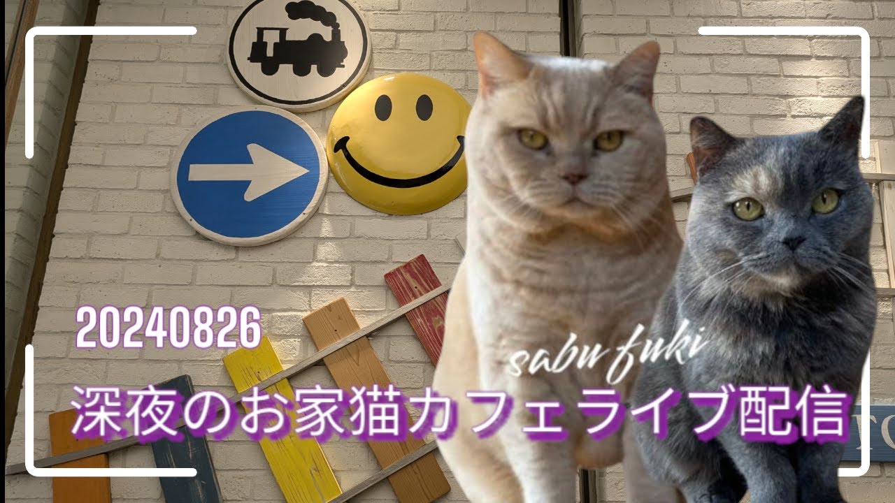 深夜のお家猫カフェライブ配信　１５９