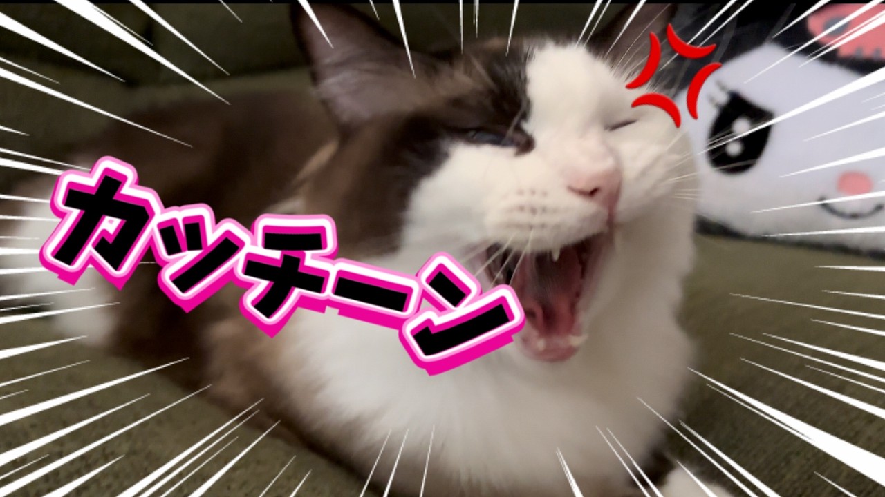 【キレる猫】短毛すぎるラグドールに長毛の兆しが見えたのでウザ絡みしてみた😈