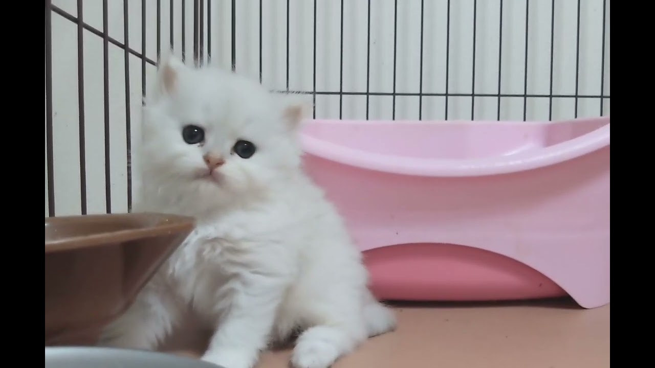 ペルシャ（チンチラ） 当猫舎おすすめペルシャちゃん♡（毛色：チンチラシルバー）