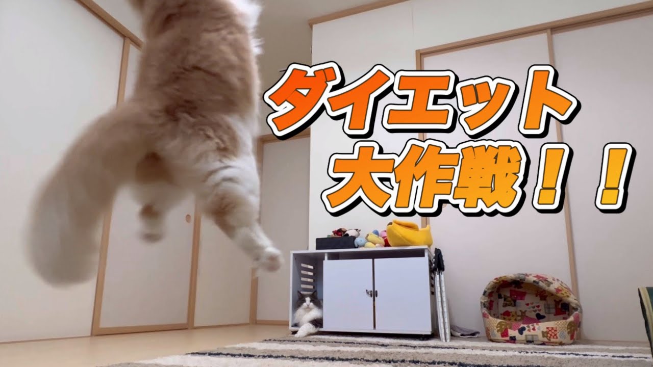 【ぽっちゃり】体重７キロ越えノルウェージャンフォレストキャット、ダイエット大作戦ww