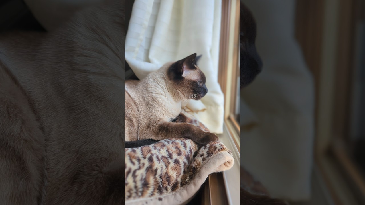 シャム猫くんくん🐱 - Sniff Sniff - #shorts #シャム猫