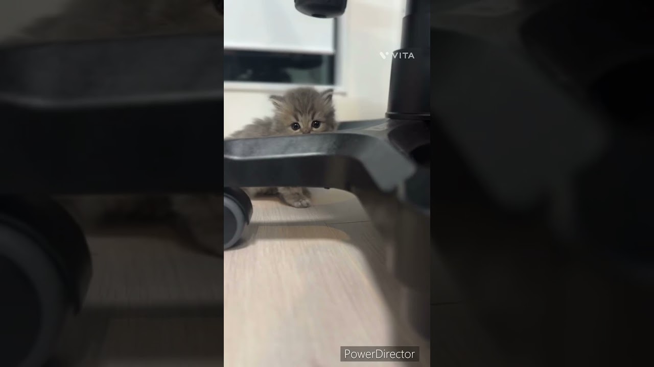 ペルシャ 整ったお顔のブルーペルシャさん‪❤️（毛色：ブルー）