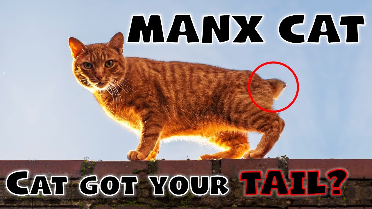 MANX CAT - The pawfect cat breed for bobtail lovers
