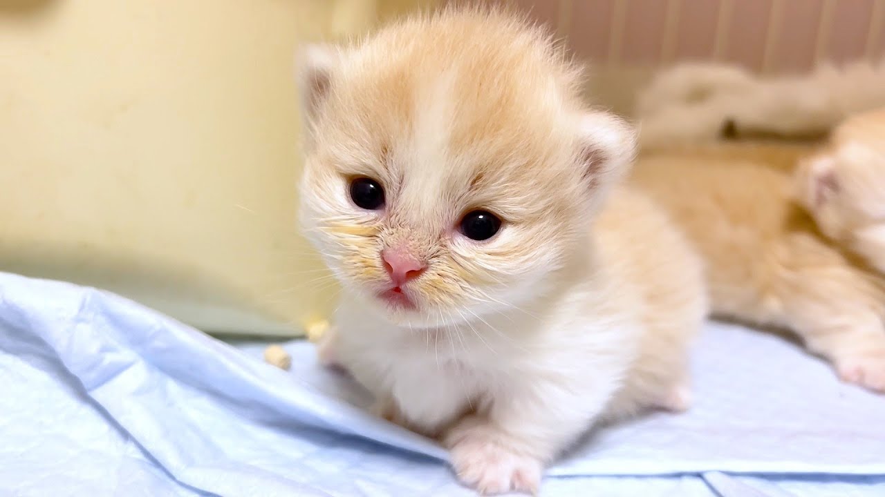 【マンチカンの子猫】おっとりした女の子が可愛い件 ～猫のいる生活Vol.1005～出産動画 マンチカン短足・ミヌエット・ペルシャ猫専門ブリーダー『ペット蔵人』【子猫の成長記録】