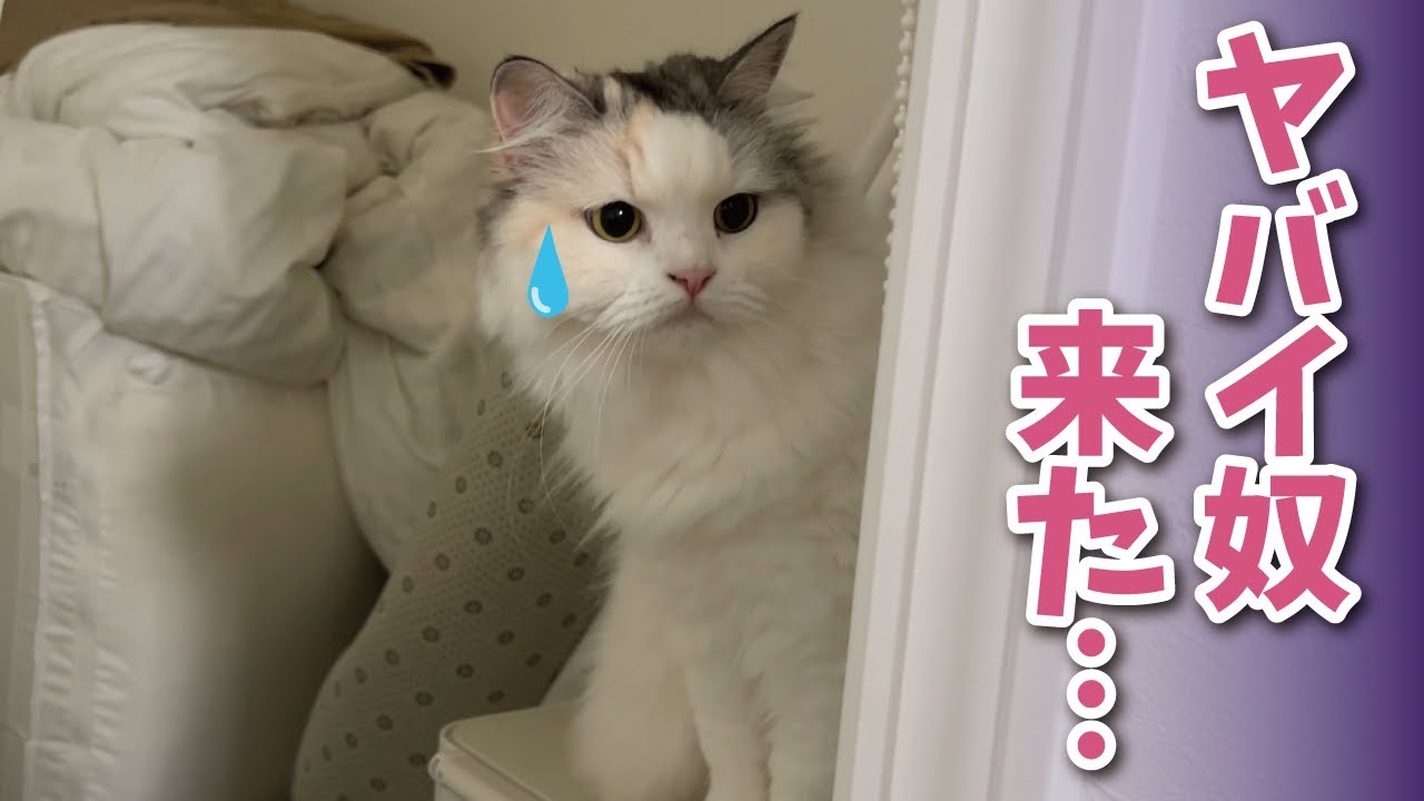 ヤバいやつに絡まれて困りはてている猫がこちら【関西弁でしゃべる猫】【猫アテレコ】