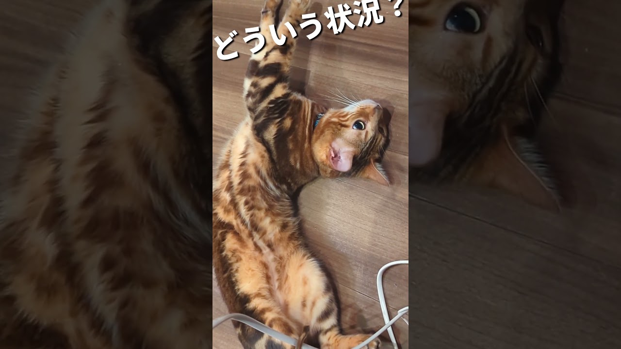 とことんくつろぐベンガル猫のうり。【緊張感なし】ベンガルはシュッとしてるんじゃなかった？？#ベンガル #ふわしま #ねこ #shorts